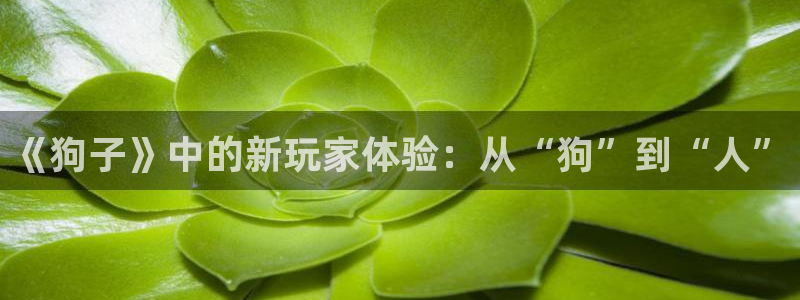 jdb电子3官网：《狗子》中的新玩家体验：从“狗”到“人”